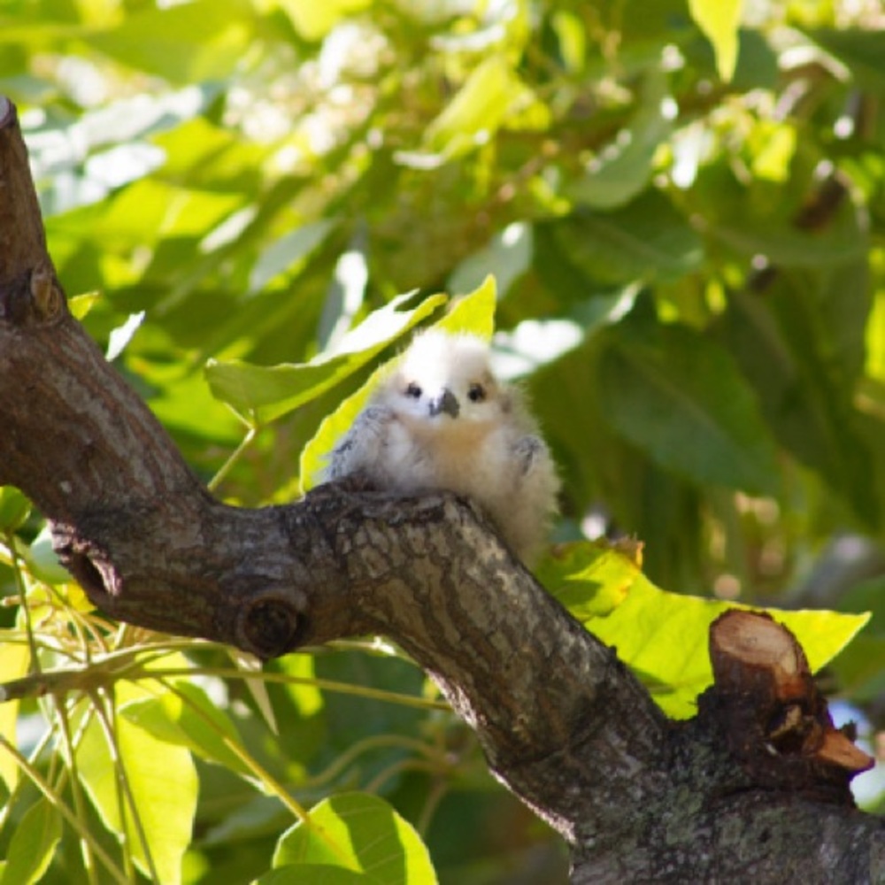 Meet your Posher, Shirley